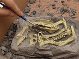 Charger l&#39;image dans la galerie, 11 Different Dinosaurs Skeleton Excavation Dig Up DIY Take Apart Dino Fossil Model Kit Toys with Goggles